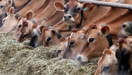 Іноземні інвестиції у сільське господарство у 2016 р. спрямовувалися переважно на будівництво тваринницьких комплексів