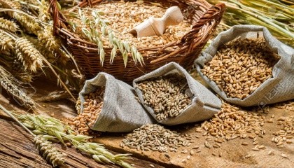 Компанія "Миронівський хлібопродукт" (МХП) - один із найбільших виробників м'яса птиці в Україні, планує вирощувати органічне зерно для поставок у країни ЄС