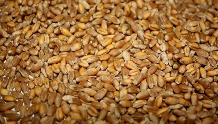 Світові ціни на пшеницю впали на 4–5,4%