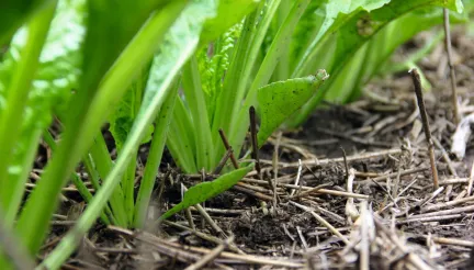 Особливості застосування системи No-till в точному землеробстві в умовах Західного Лісостепу