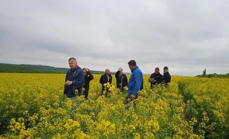 Агрофірма «Ольгопіль» показала, як працюють різні сорти ріпаку та пшениці в польових умовах