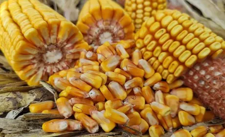 Україна скоротила експорт зернових: найбільше втратила кукурудза