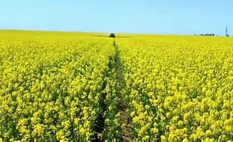 На Одещині обробляють ріпак від шкідників і хвороб