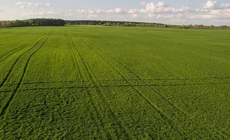 Озимі культури розвиваються задовільно, але без дощів урожай під загрозою, – НААН