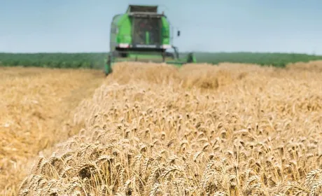 Прогноз урожаю пшениці від ASAP Agri після національного кроп-туру