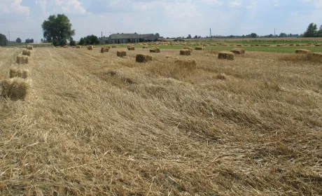 Вчені знайшли спосіб, як робити одяг з пшеничної соломи та вівсяного лушпиння