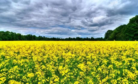 Експортні ціни на ріпак поступово знижуються