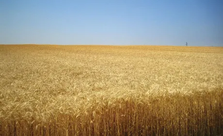 В ЄС підвищили прогноз урожайності м’якої пшениці
