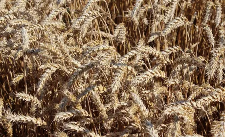 Світові ціни на пшеницю знижуються, але в Україні залишаються високими через дефіцит пропозицій