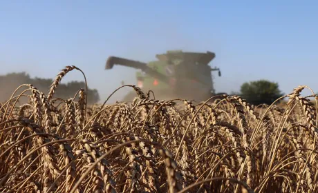 Жнива у розпалі: ціни на сільськогосподарські культури змінюються