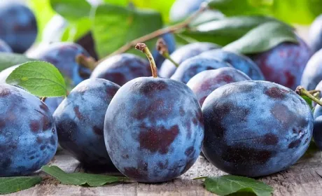 Ціни на сливи в Україні продовжують падати
