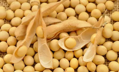 Проблеми на ринку сої: Китай відмовляється від американської продукції, ціни можуть різко впасти
