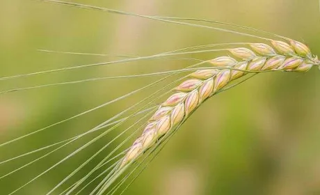 Ціни на фуражний ячмінь зростають: аграрії стримують продажі, Китай купує активно