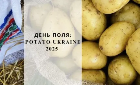 Свято картоплі на Волині
