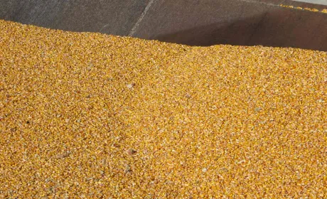 USDA збільшив прогноз виробництва та експорту української кукурудзи