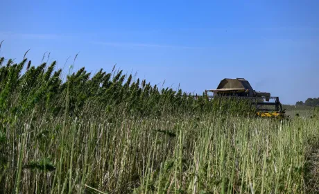 Agrotrade Group завершує збирання насіння технічних конопель