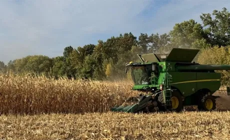 На Сумщині розпочали збирання кукурудзи на зерно