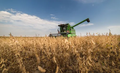 Українські аграрії продовжують нарощувати виробництво бобових
