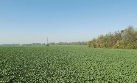 Як ріпакові вдало перезимувати?
