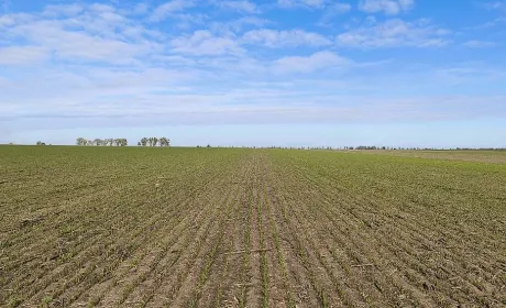 Контроль якості: аграрії Tekom Agro Group перевіряють посіви озимого ячменю