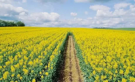 Прогнози врожаю соняшнику та сої знижуються: переробники шукають ріпак і просять обмежити експорт