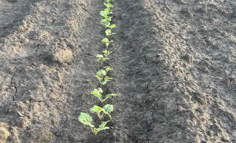Corteva Agriscience розпочала вирощування для виробничих цілей насіння ріпаку озимого бренду Pioneer® в Україні