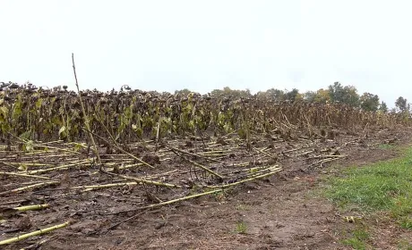 Дощі на Вінниччині нищать соняшник і сою та затримують сівбу озимих