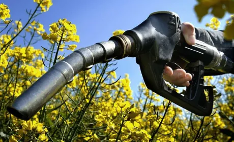 ЄС може відчути дефіцит сировини для біопалива