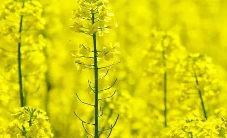 Зниження імпорту та високі врожаї: як справи з ріпаком у ЄС та Україні