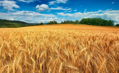 USDA несподівано підвищив прогноз врожаю пшениці, ціни пішли вниз