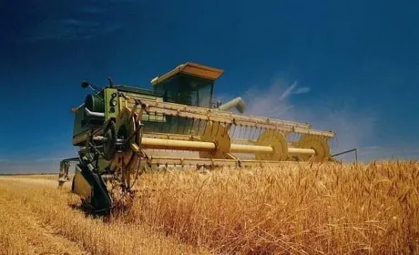 Українські аграрії зберуть до 80 мільйонів тонн зернових та олійних, але є виклики з логістикою та якістю
