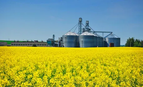 Світові ціни на ріпак та канолу продовжують падати на тлі рекордних прогнозів урожаю
