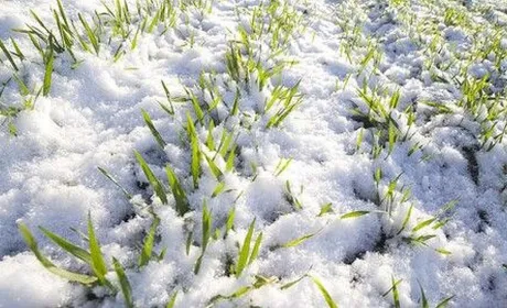 Похолодання та сніг: як завершився грудень для українських полів