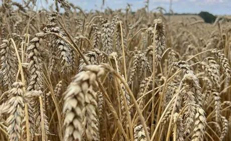 Компанії Tekom Agro Group повністю розрахувалися з пайовиками за 2025 рік