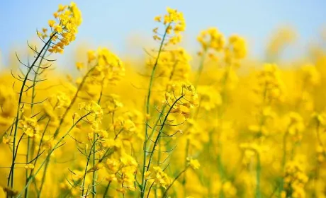 Ціни на ріпак в Україні зростають, але прогноз на новий врожай стримує ринок