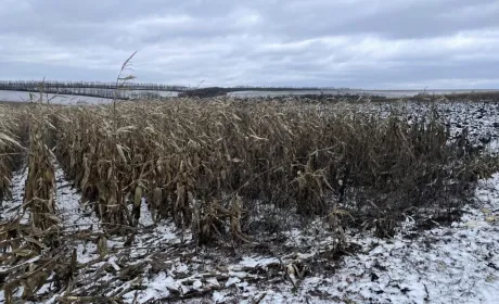 В Україні продовжують збирати кукурудзу, а на ринку ЄС посилюється конкуренція