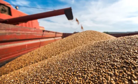 Частка продуктів переробки в аграрному експорті України зросла до 20%