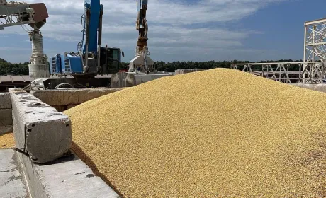 Ринок зернових в Україні: кукурудза дорожчає, а пшениця стикається з обмеженим попитом