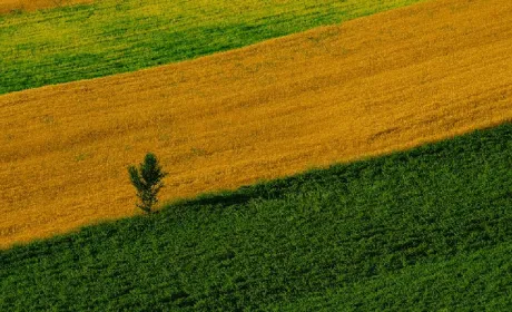 Як обрати прибуткові культури: поради для фермерів