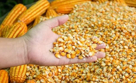 В Україні продовжує зростати вартість фуражної кукурудзи