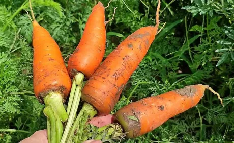 Ціни на моркву в Україні продовжують падати через надлишок пропозиції