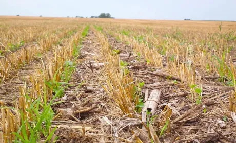 Перехід на No-Till: як нульовий обробіток допомагає фермерам адаптуватися до нових умов