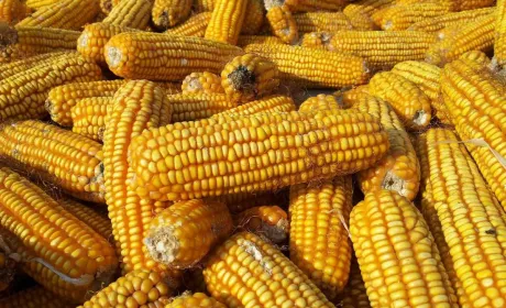 Попри значні запаси, ціни на кукурудзу продовжують зростати