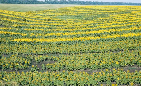 Комплексний підхід до захисту ключових культур в Україні від компанії Sharda Cropchem