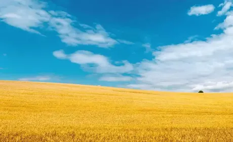 Нібулон розробляє цифрові двійники полів для точного землеробства