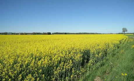 Ринок ріпаку: мінімальний експорт та очікування нового врожаю