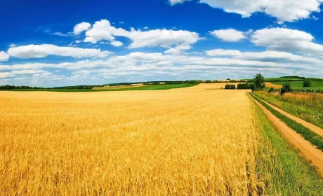 В Україні зросла вартість сільськогосподарської землі