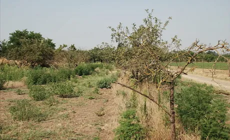 В Угорщині попереджають про посуху, яка вдарить по сільському господарству через квітневу посуху