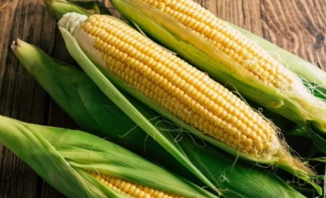 Pioneer: поширення дерегуляції на кукурудзу, розроблену за допомогою генної інженерії