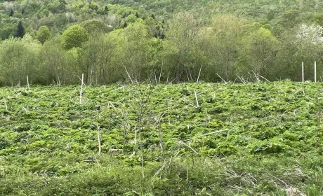 ТЕРИТОРІАЛЬНІ ГРОМАДИ ЛЬВІВЩИНИ ОТРИМАЛИ ТЕХНІКУ ТА ОБЛАДНАННЯ ДЛЯ ЗНИЩЕННЯ БОРЩІВНИКА